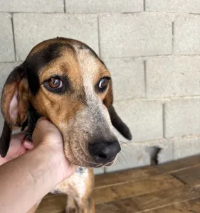 Hund Clara adoptieren