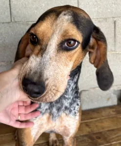Hund Clara adoptieren