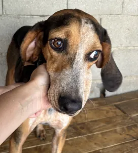 Hund Clara adoptieren