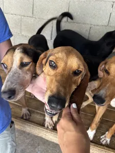 Adopt Pix