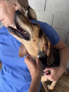Adopt Pix