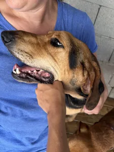 Adopt Pix