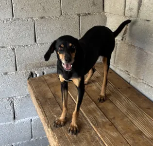 Hund Klov adoptieren