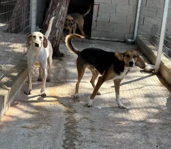 Adopt Roby