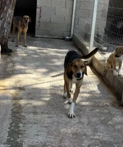 Adopt Roby