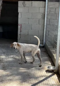 Adopt Ira