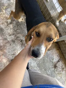 Adopt Roby
