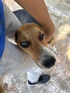 Adopt Roby