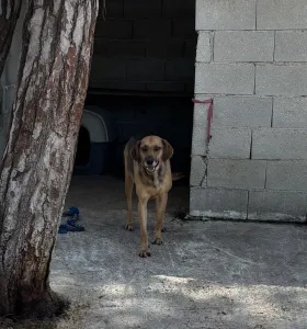 Hund Iraklis adoptieren
