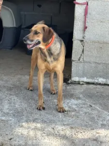 Hund Iraklis adoptieren