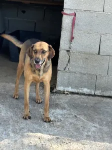 Hund Iraklis adoptieren