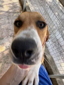 Adopt Roby
