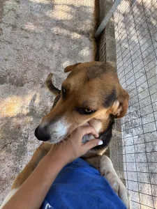 Adopt Roby