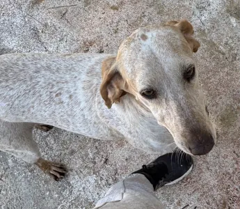 Adopt Ira