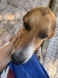 Adopt Roby