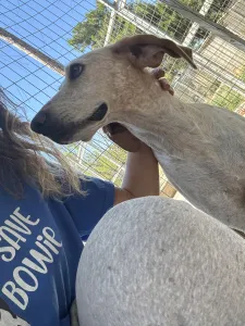 Adopt Ira
