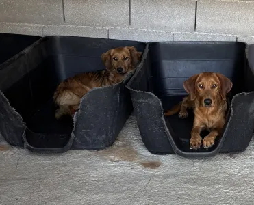 Adopt Cookies