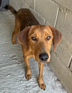 Adopt Cookies