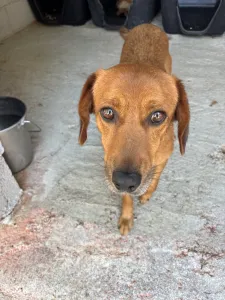 Adopt Cookies