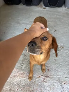 Adopt Cookies
