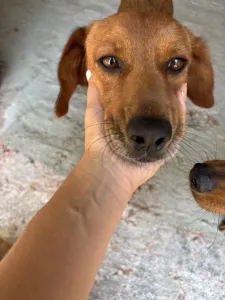 Adopt Cookies
