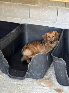 Adopt Cookies