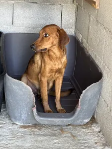 Adopt Cookies