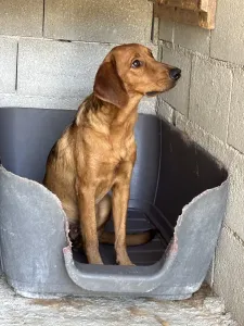 Adopt Cookies