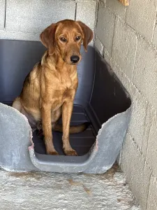 Adopt Cookies