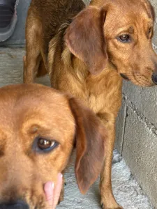 Adopt Cookies