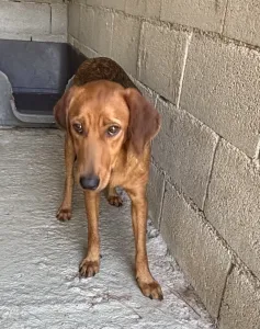 Adopt Cookies