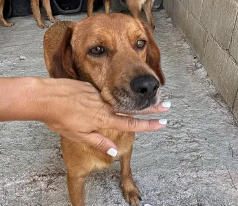 Adopt Cookies