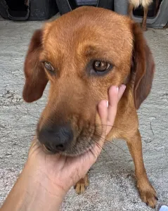 Adopt Cookies