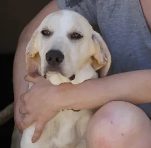 Adopt Roul