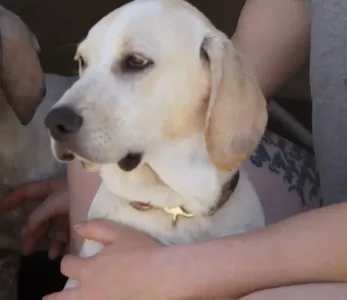 Adopt Roul