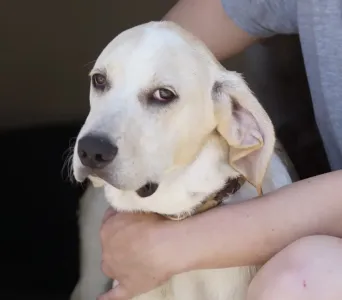 Adopt Roul
