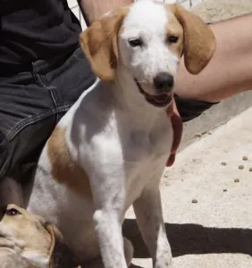 Adopt Molly