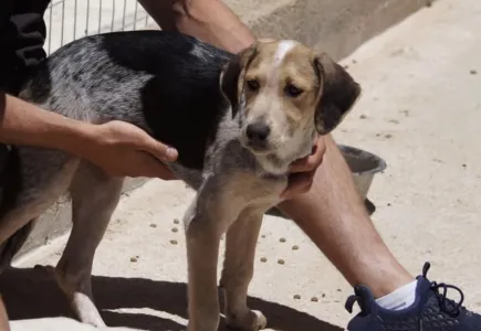 Adoptie hond Pony