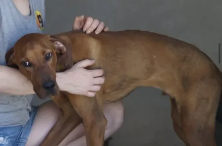 Hund Aris adoptieren