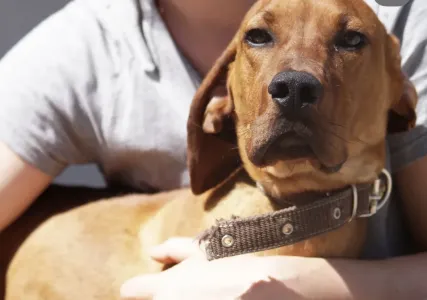 Hund Aris adoptieren