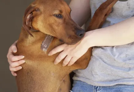 Hund Aris adoptieren