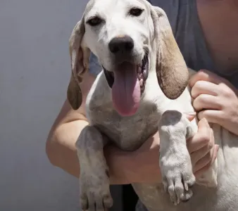 Adopt Roc
