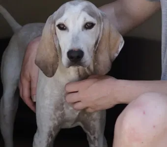Adopt Roc