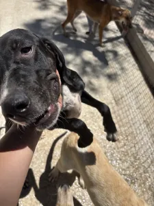 Adoptionsprofil für Loco