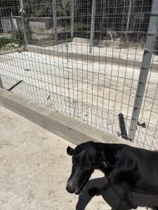 Adopt Loco