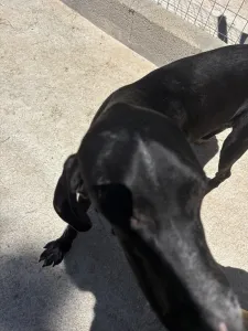 Adopt Loco