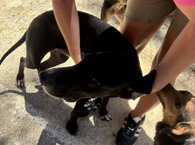 Adopt Loco