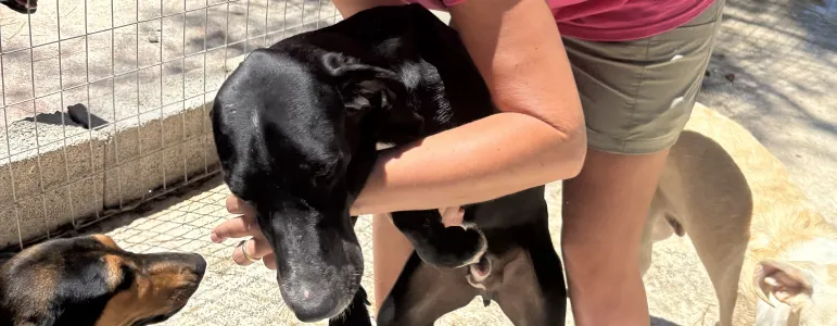 Adopt Loco