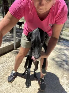 Adopt Loco