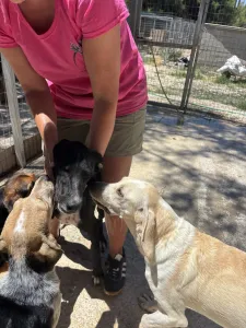 Adopt Loco
